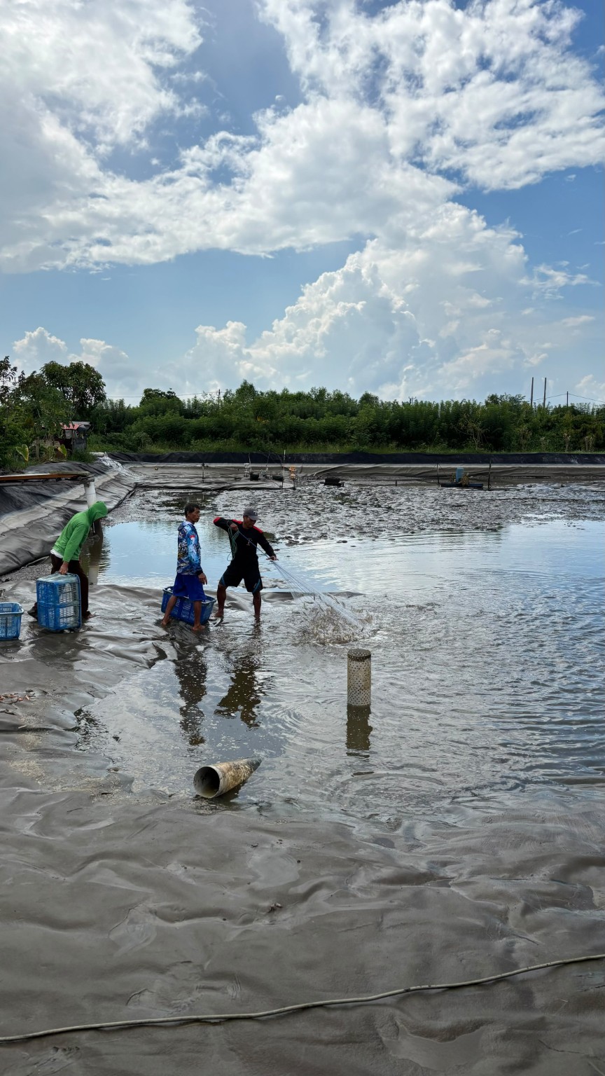 Aktivitas panen udang di tambak