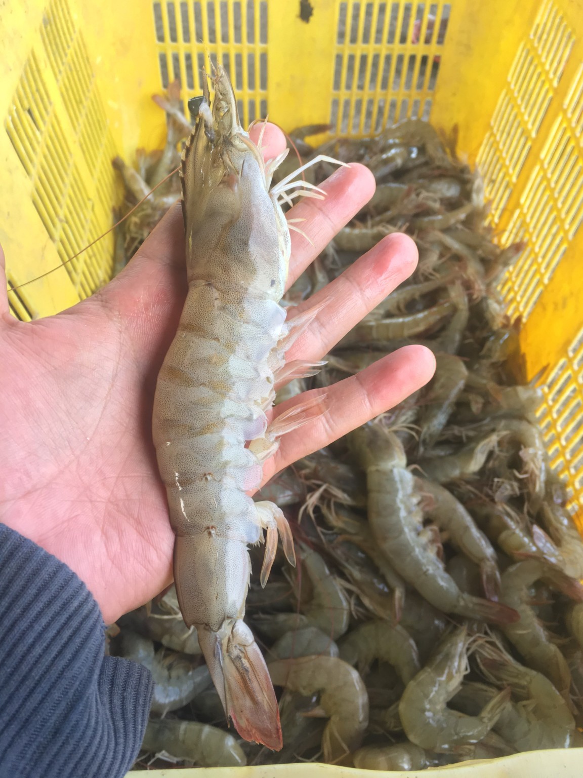 Udang vannamei